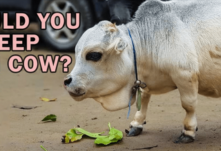 Keeping Miniature Cows as Pets