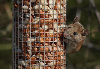 How to Stop Rodents from Chewing on Household Items