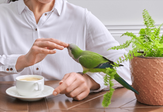 How to Train a Parrot to Step onto Your Hand