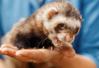 Warning Signs of Illness in Ferrets and When to See a Vet