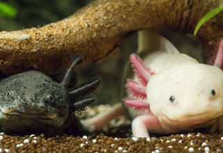 How to Set Up the Perfect Habitat for a Pet Axolotl