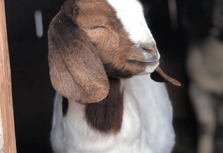 How to Train Your Pet Goat