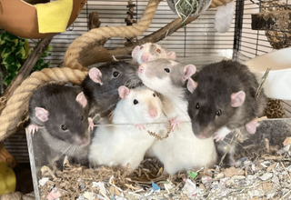 How to Keep Small Rodents Mentally Stimulated and Active