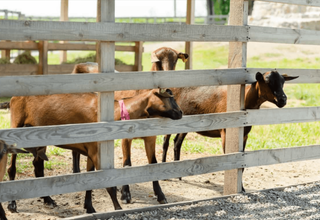 The Best Fencing Solutions for Keeping Pet Goats Secure