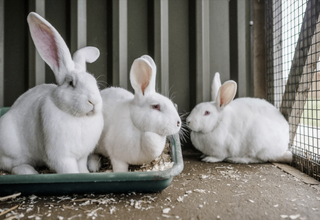 Best Housing and Bedding Options for Outdoor Pet Rabbits